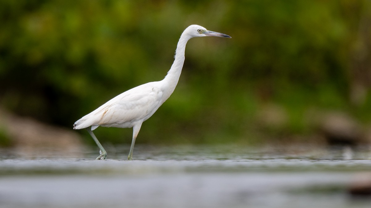 Little Blue Heron - ML608468665