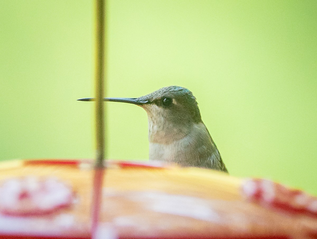 Black-chinned Hummingbird - ML608468677