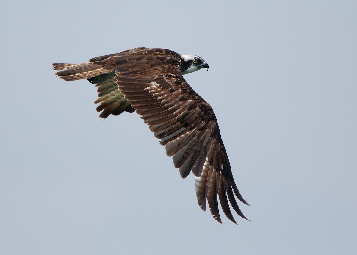 Águila Pescadora (haliaetus) - ML608468784