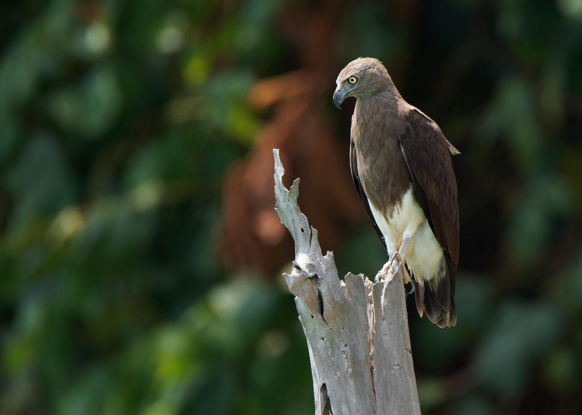 Braunschwanz-Seeadler - ML608468794