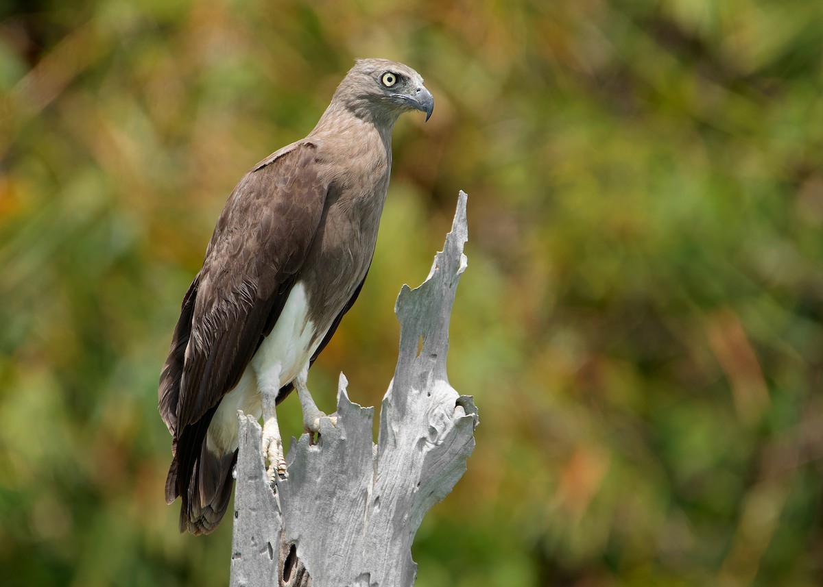 Lesser Fish-Eagle - Ayuwat Jearwattanakanok