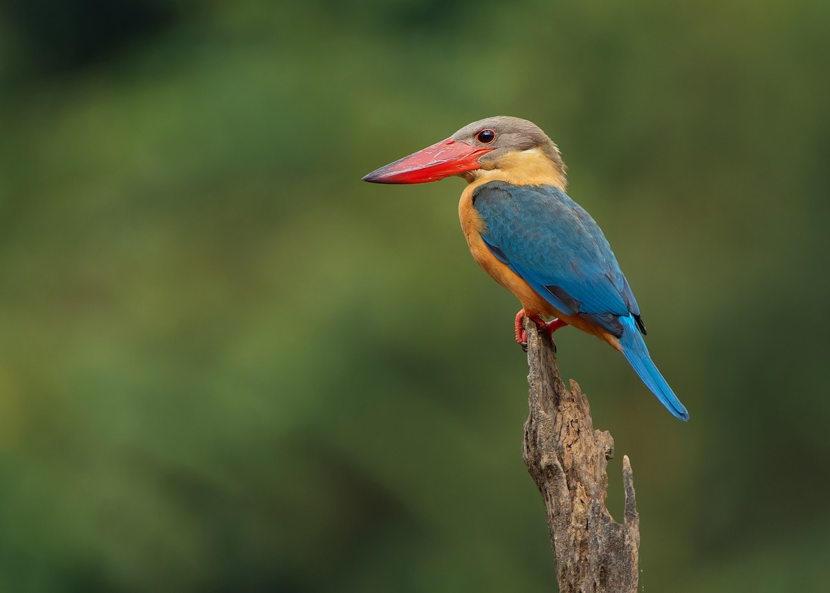 Stork-billed Kingfisher - ML608468805