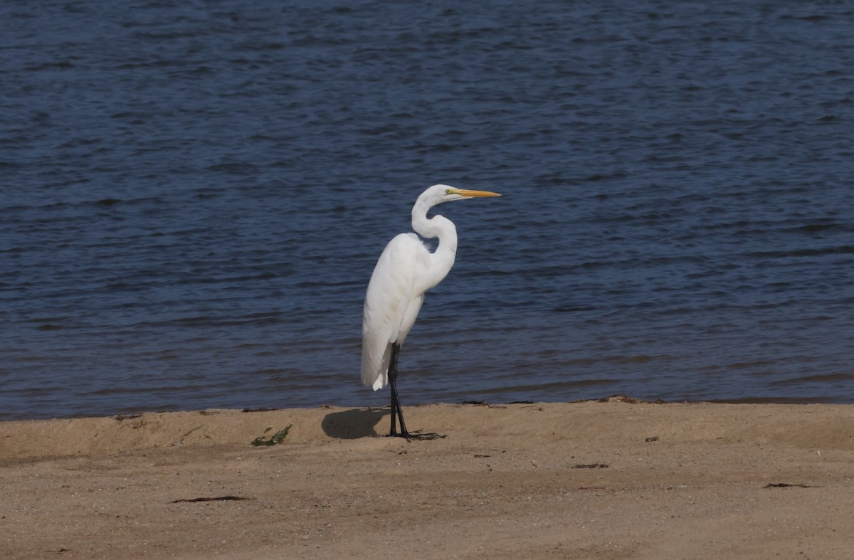 Great Egret - ML608468822