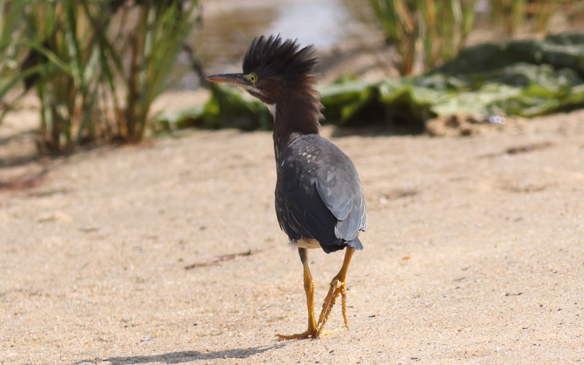 Green Heron - ML608468824