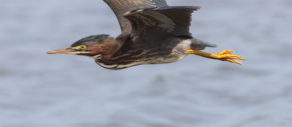 Green Heron - ML608468825