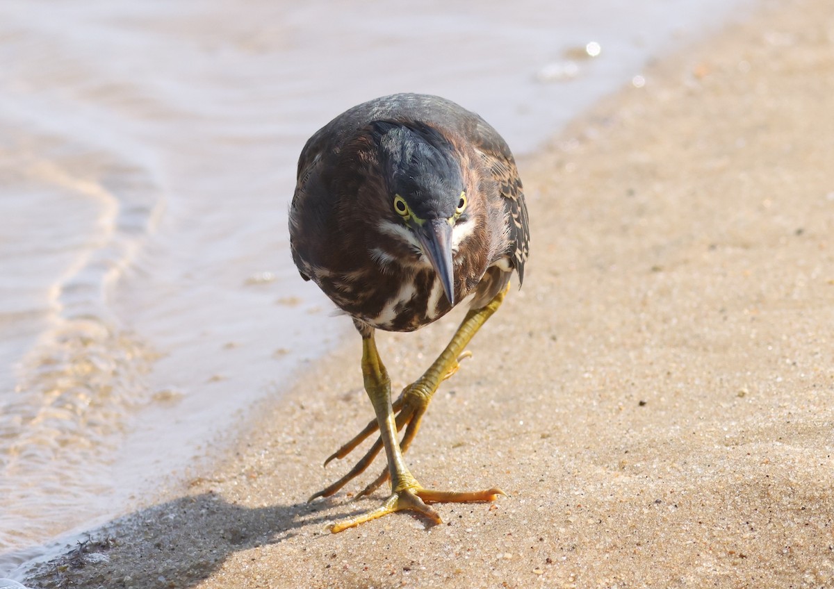 Green Heron - ML608468826