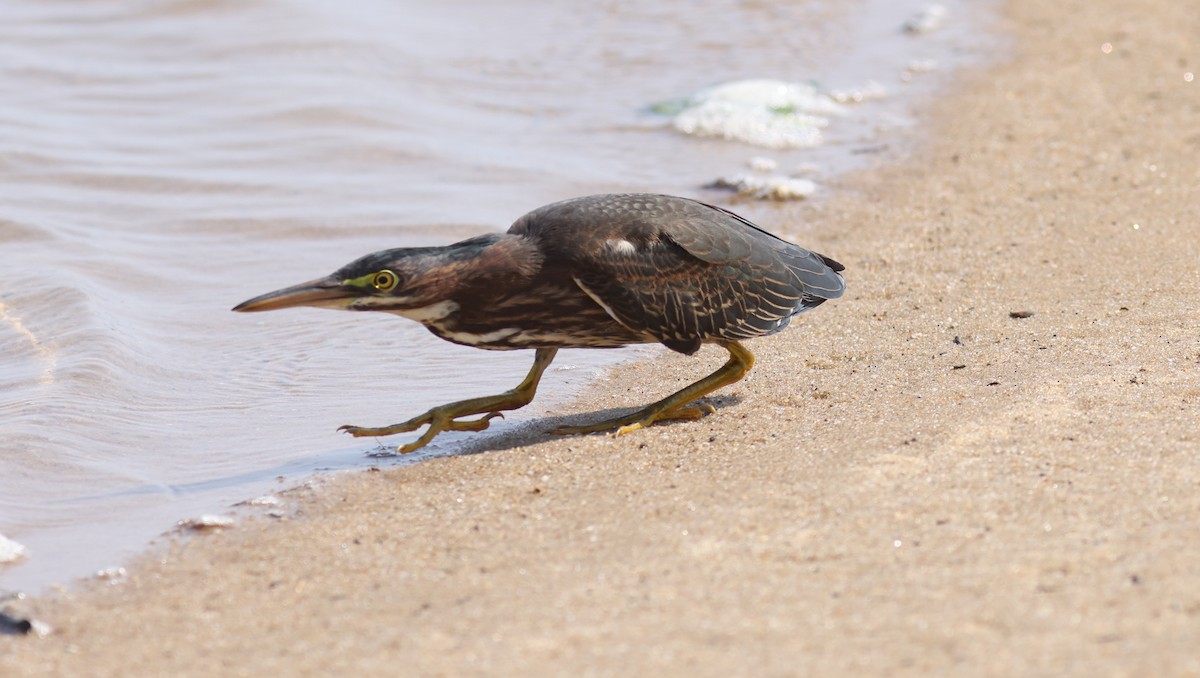 Green Heron - ML608468828