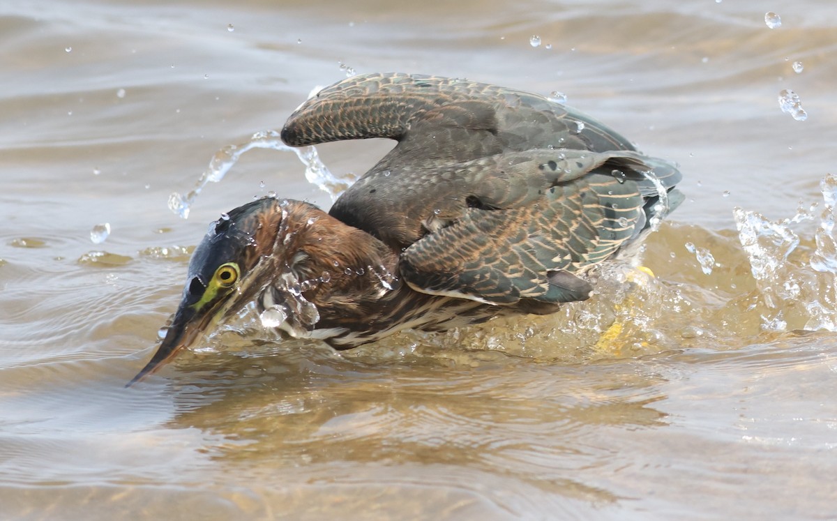 Green Heron - ML608468829