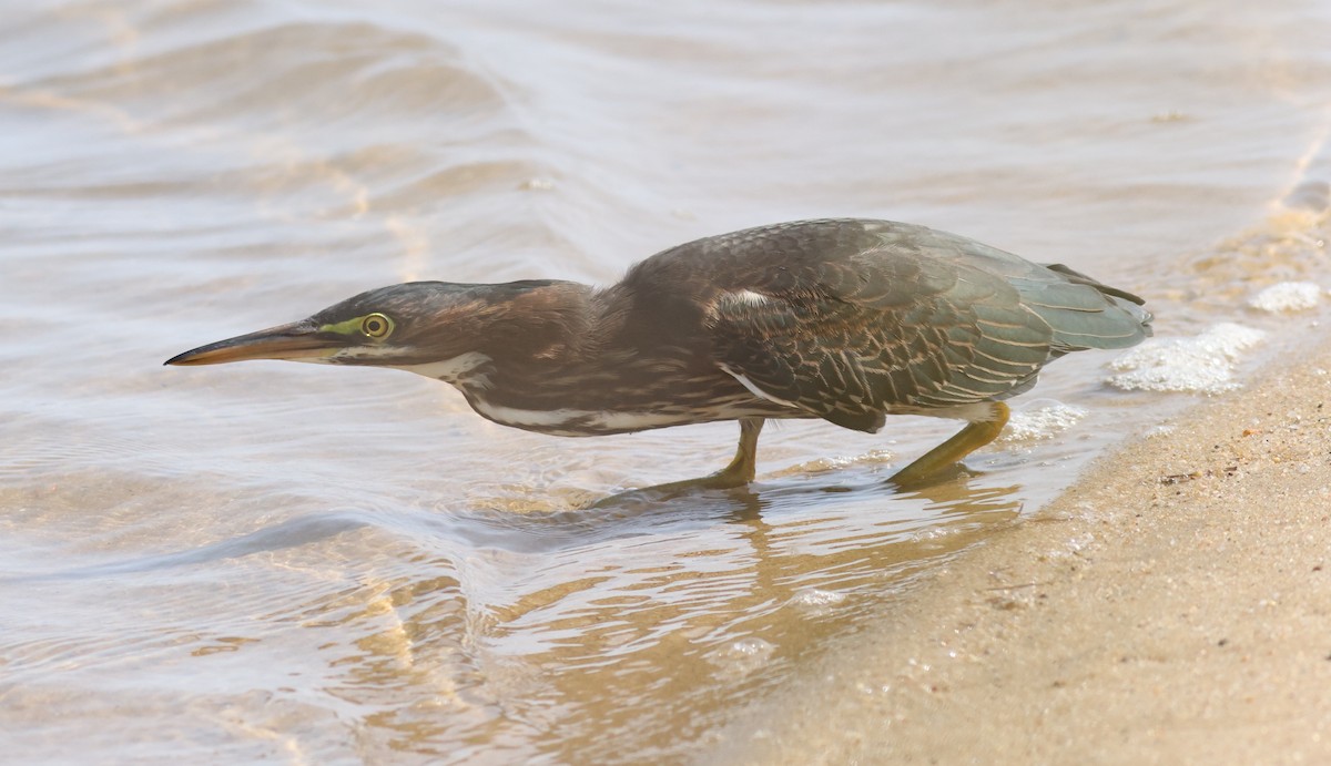 Green Heron - Sea Williams