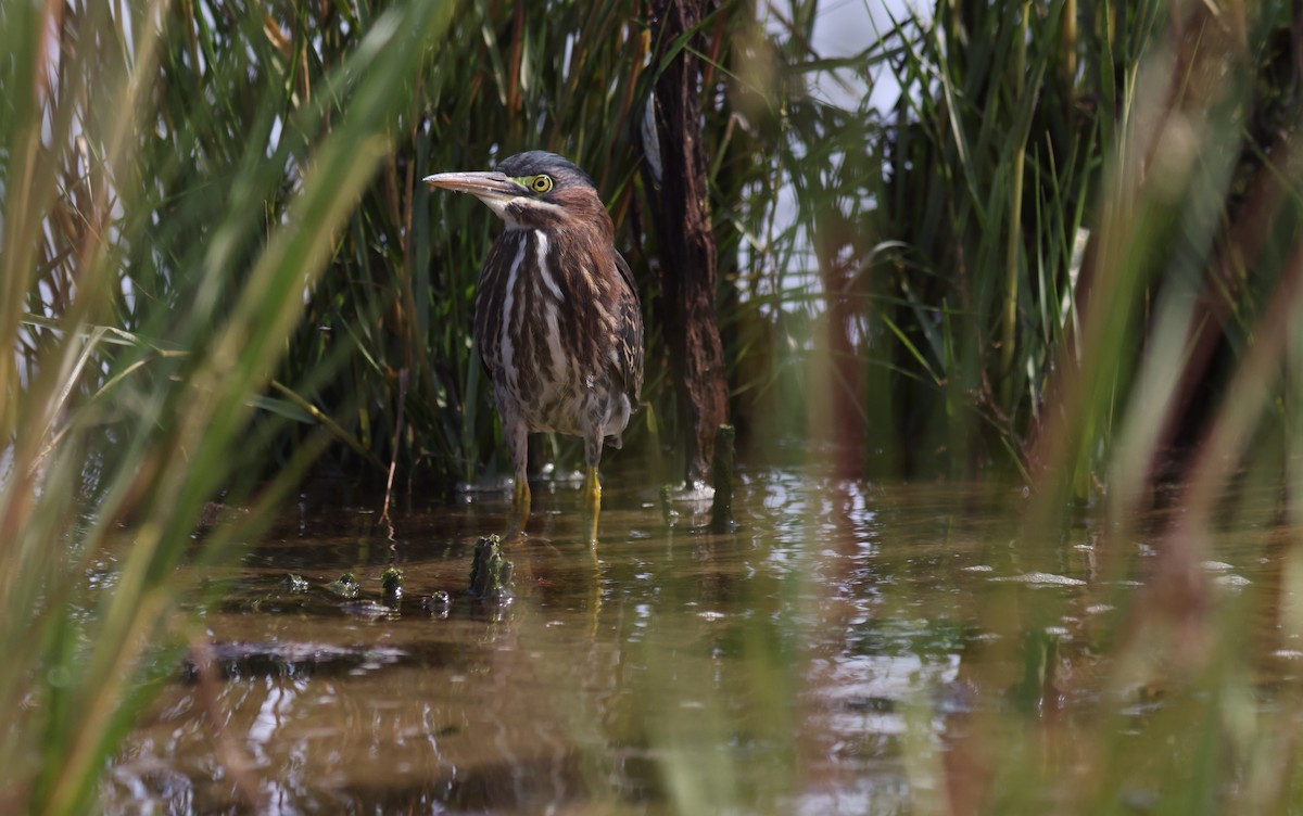 Green Heron - Sea Williams