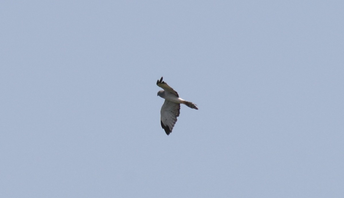 Northern Harrier - ML608468833