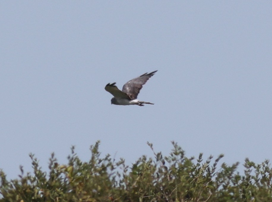 Northern Harrier - ML608468834