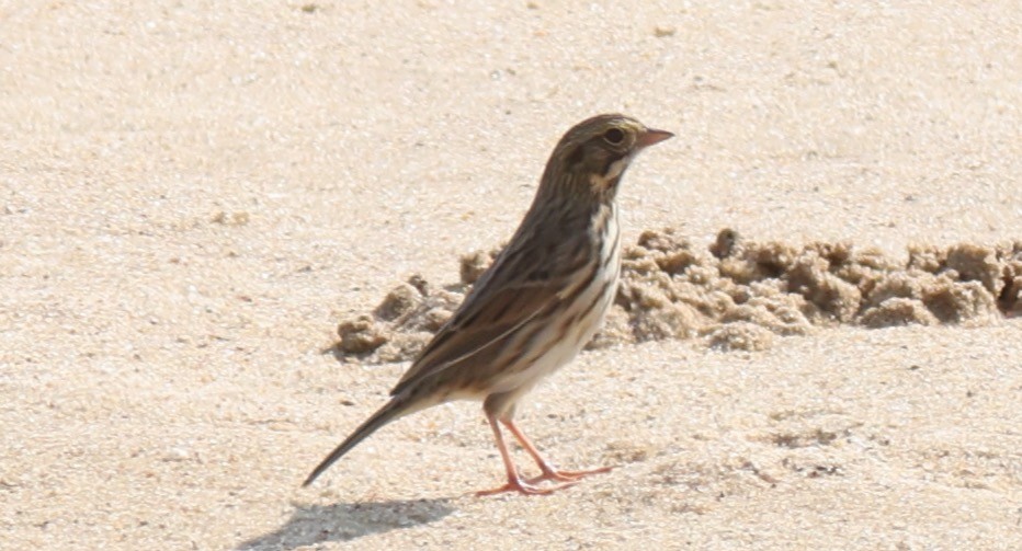 Savannah Sparrow - Sea Williams