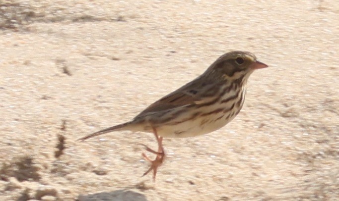 Savannah Sparrow - ML608468839