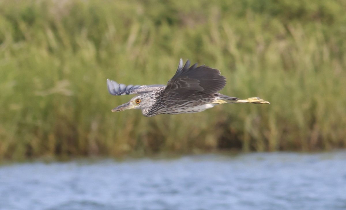 Yellow-crowned Night Heron - ML608468840