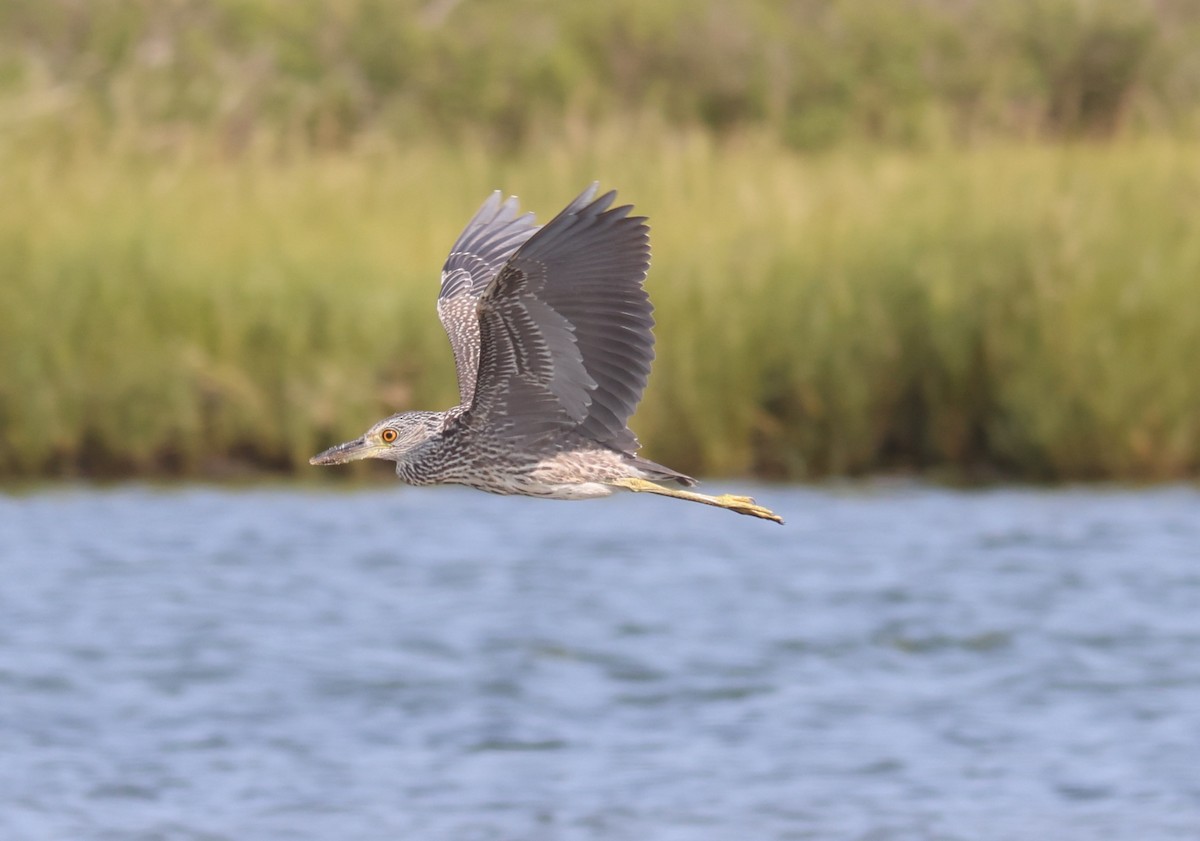 Yellow-crowned Night Heron - ML608468841