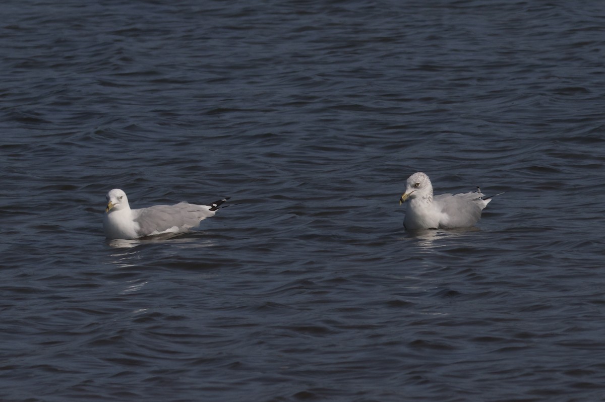 Ring-billed Gull - Sea Williams