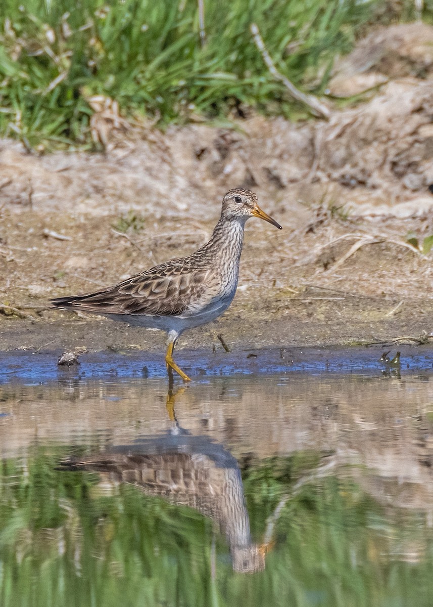 アメリカウズラシギ - ML608468844