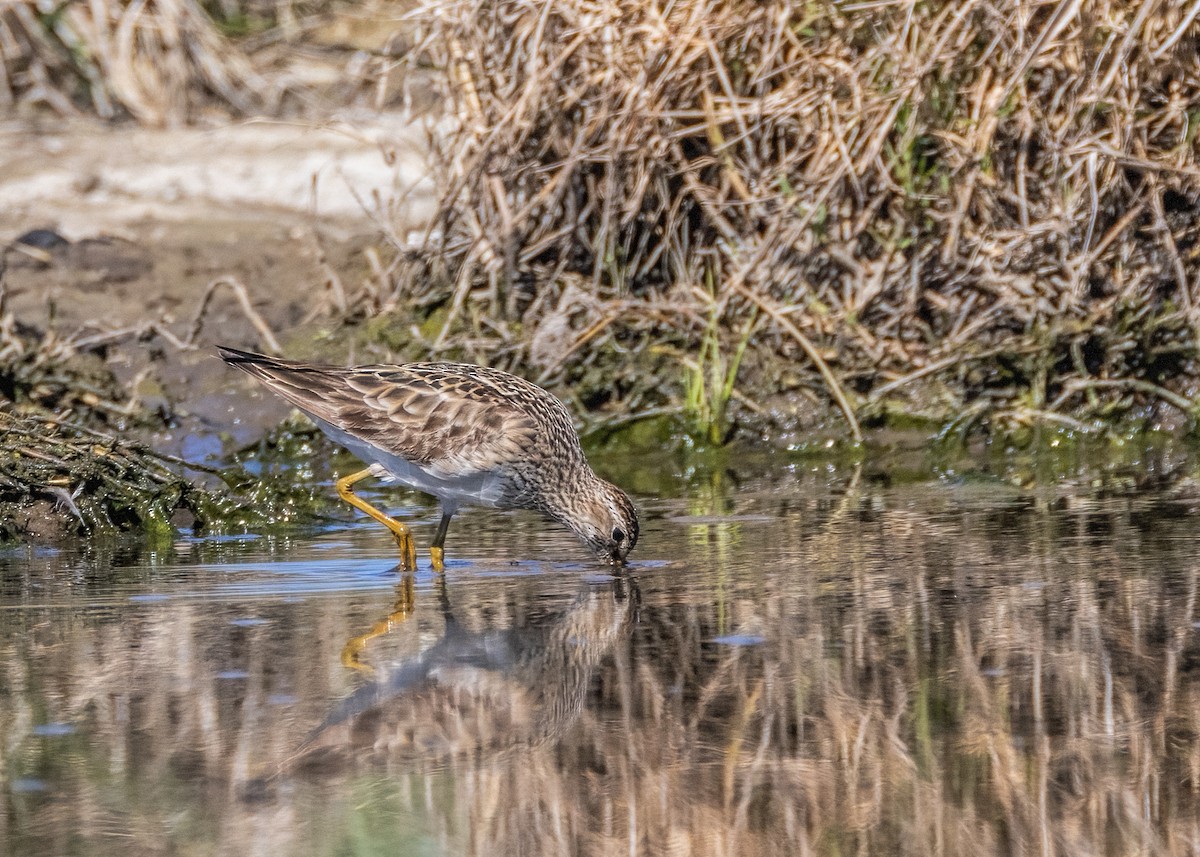 アメリカウズラシギ - ML608468845