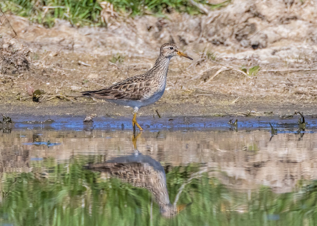 アメリカウズラシギ - ML608468846