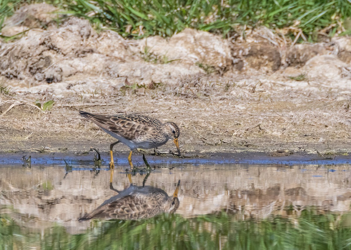 アメリカウズラシギ - ML608468847