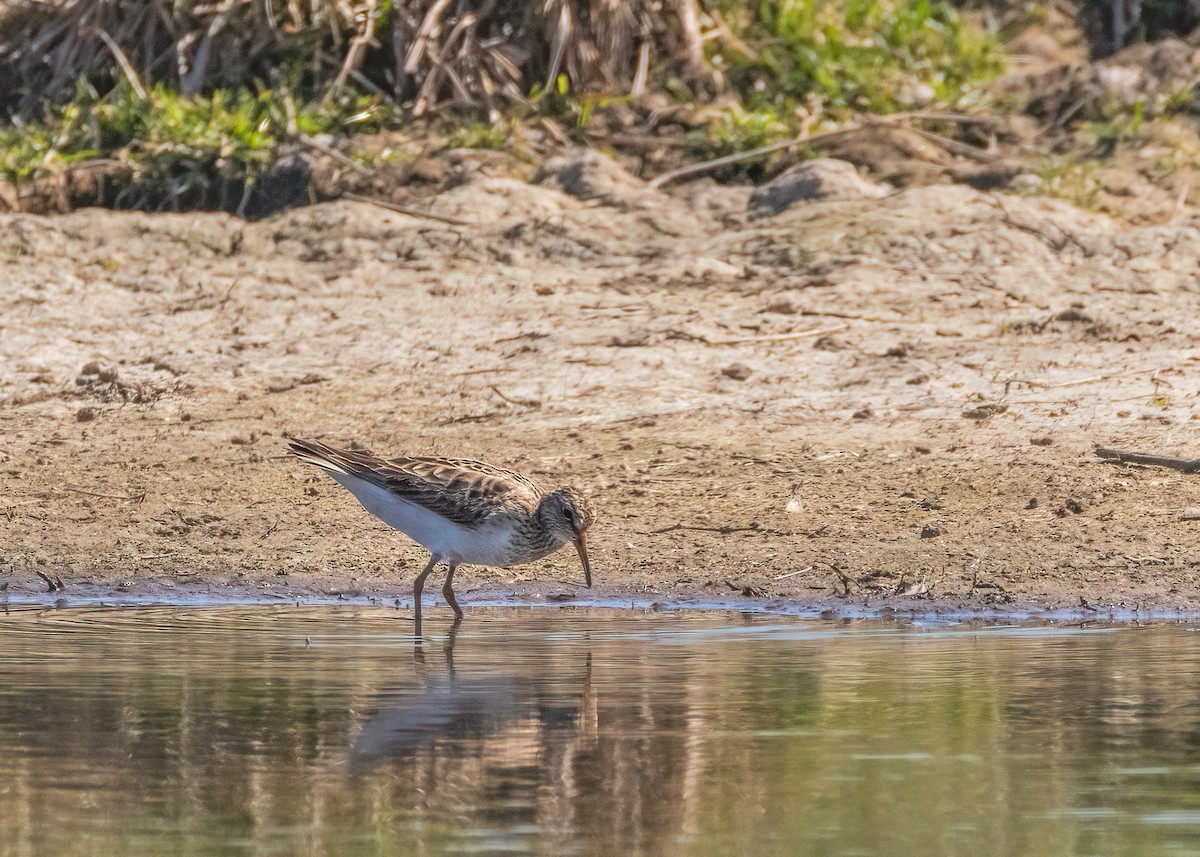 アメリカウズラシギ - ML608468848