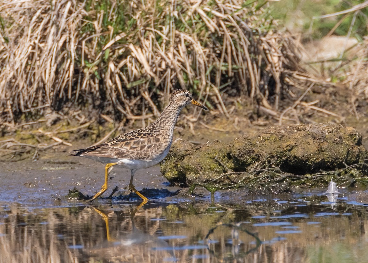 アメリカウズラシギ - ML608468849