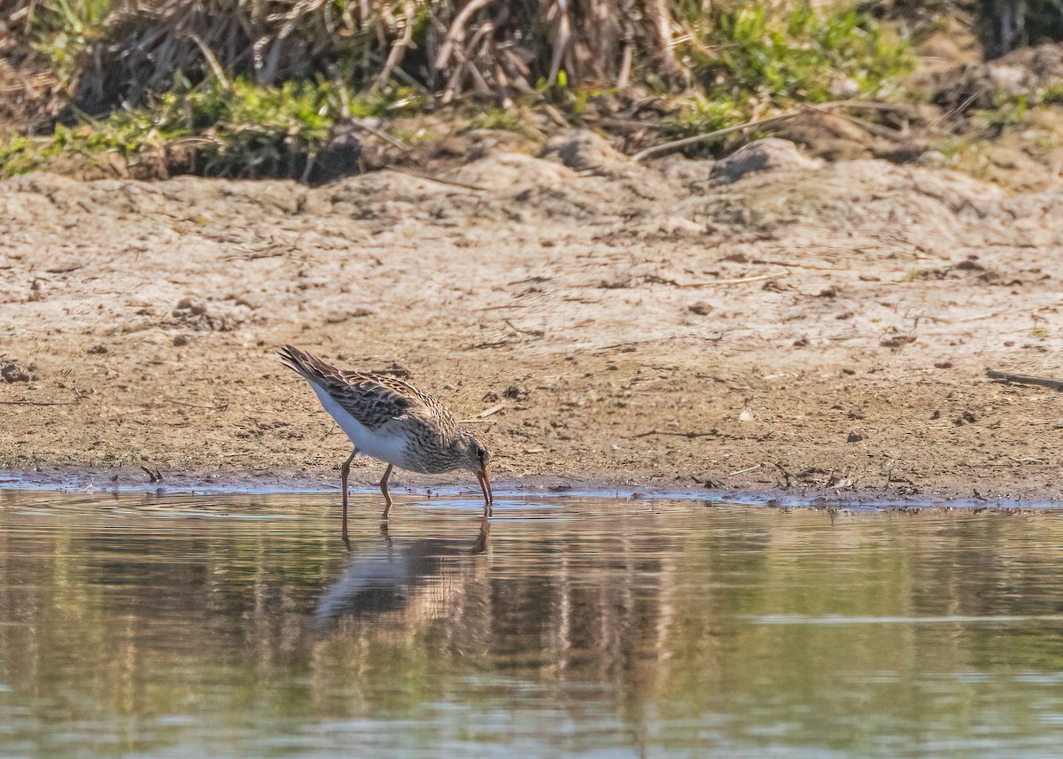 Pectoral Sandpiper - Julie Clark