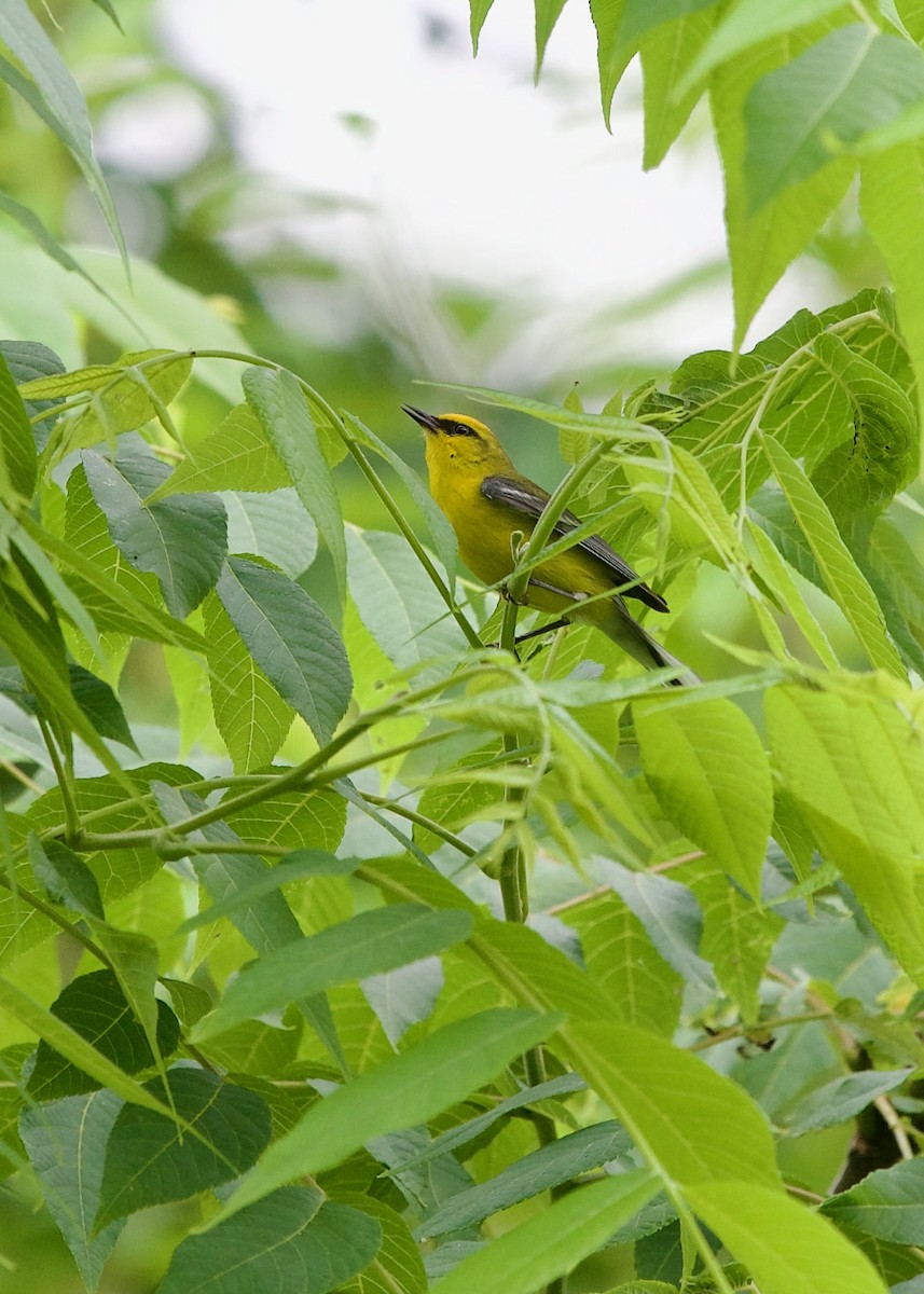 Blue-winged Warbler - ML608468855