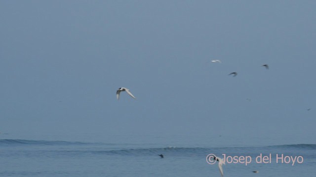 Peruvian Tern - ML608468866