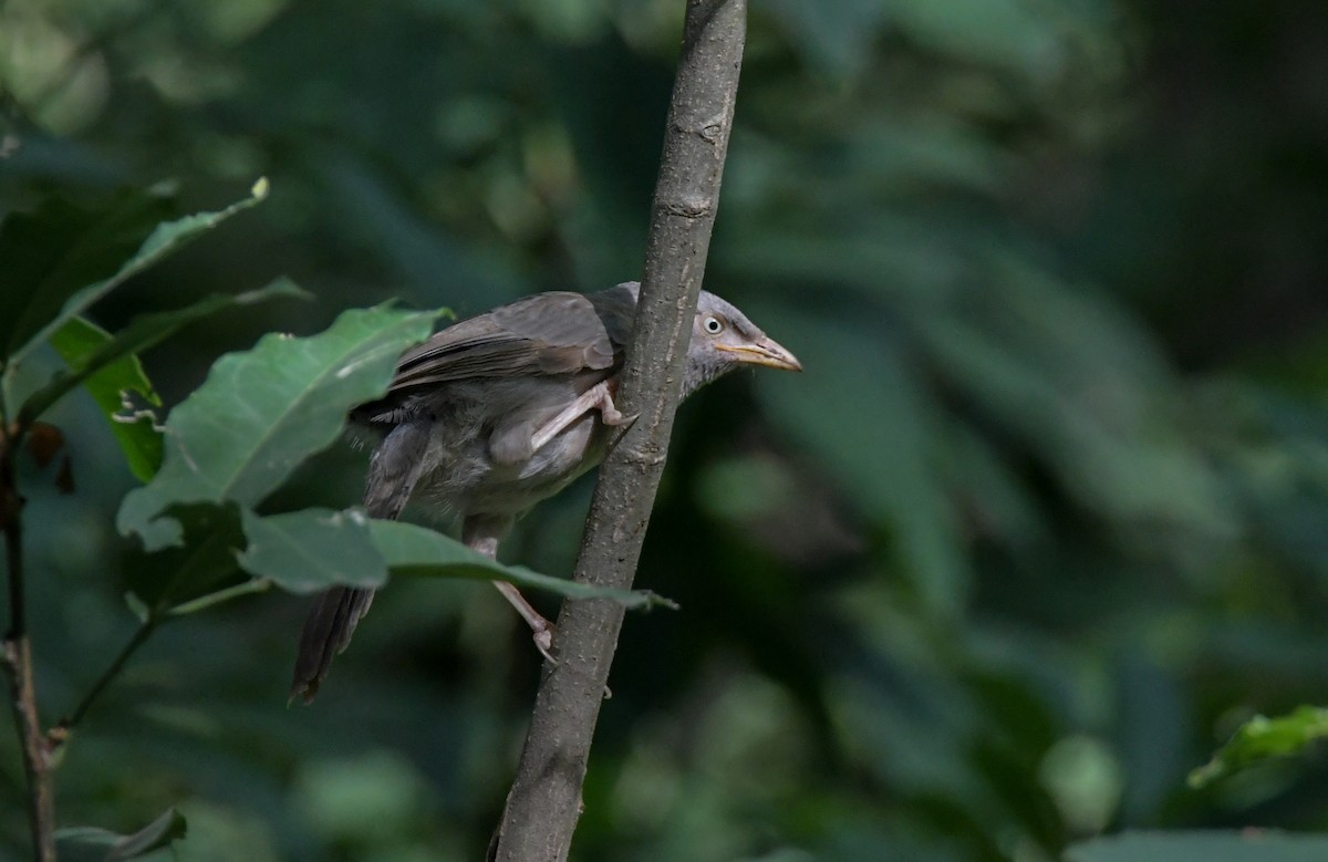 Jungle Babbler - ML608468901