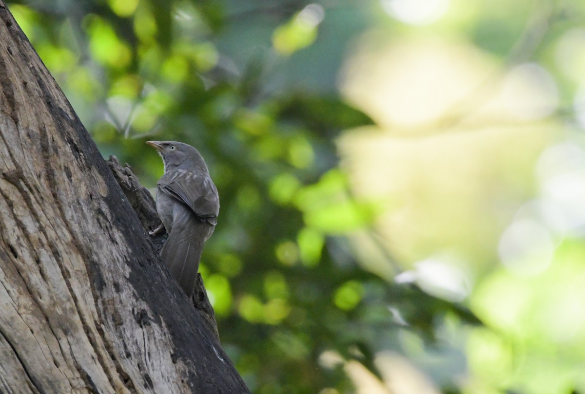 Jungle Babbler - ML608468902