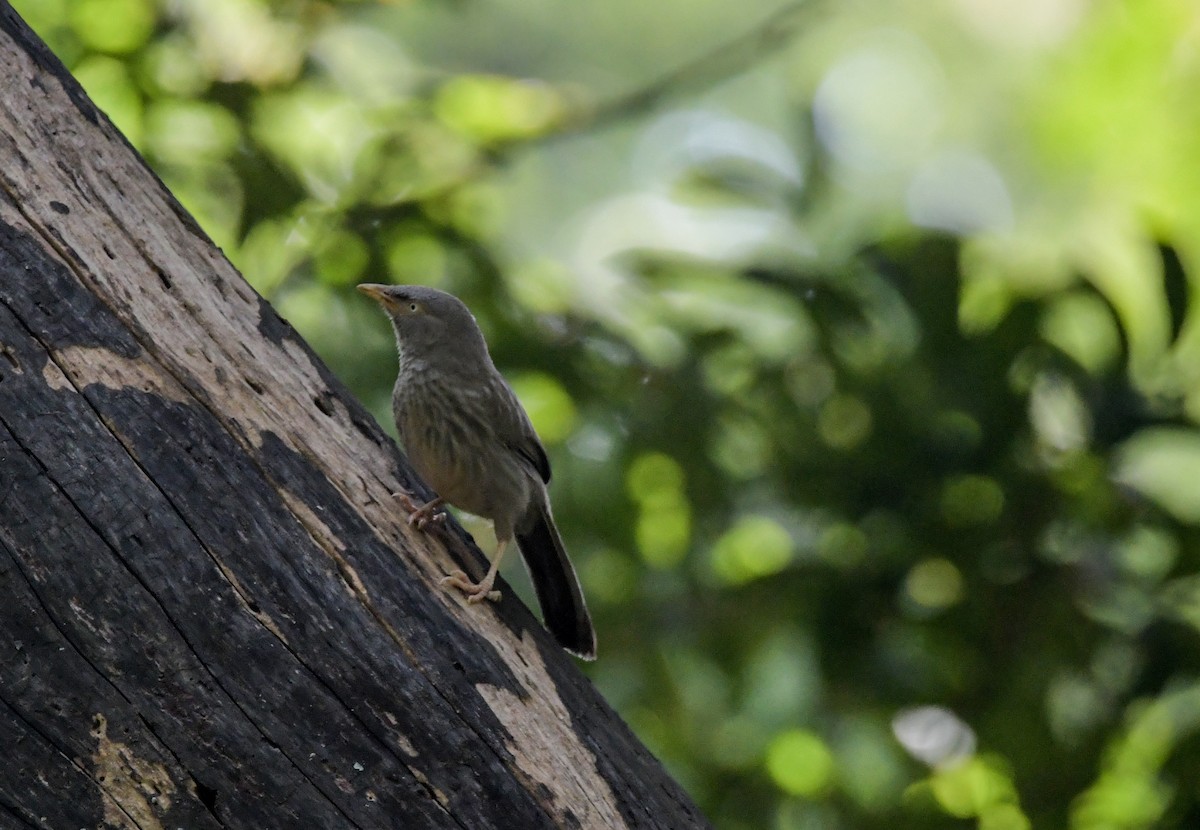 Jungle Babbler - ML608468903