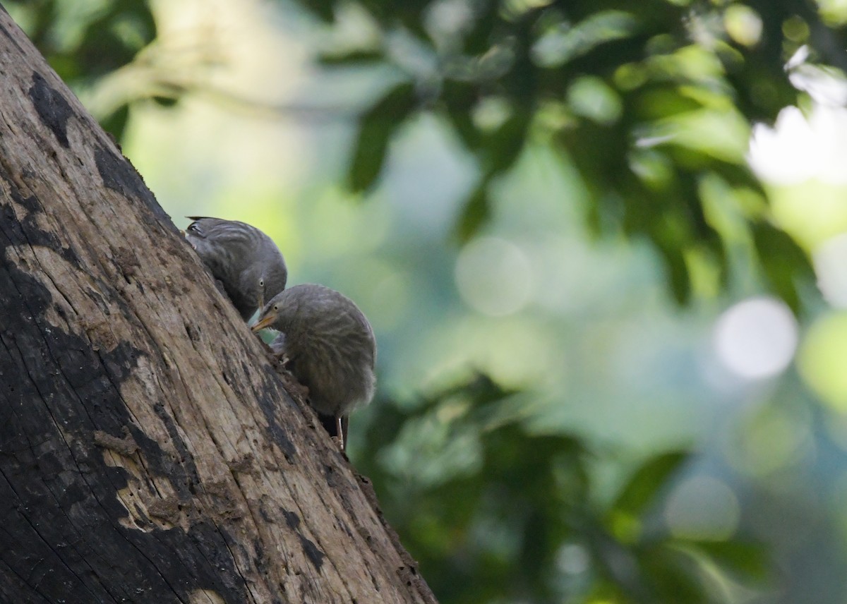 Jungle Babbler - ML608468904