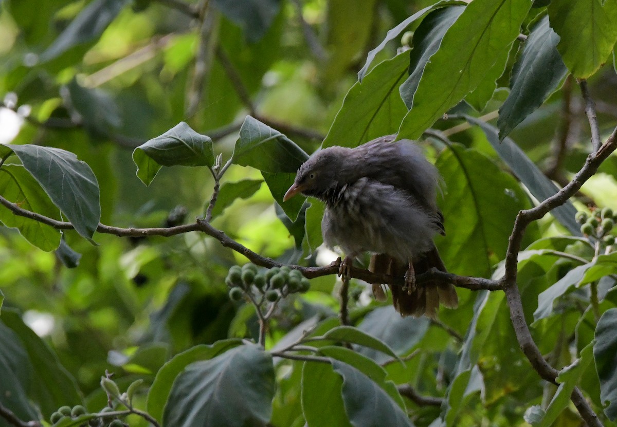 Jungle Babbler - ML608468905