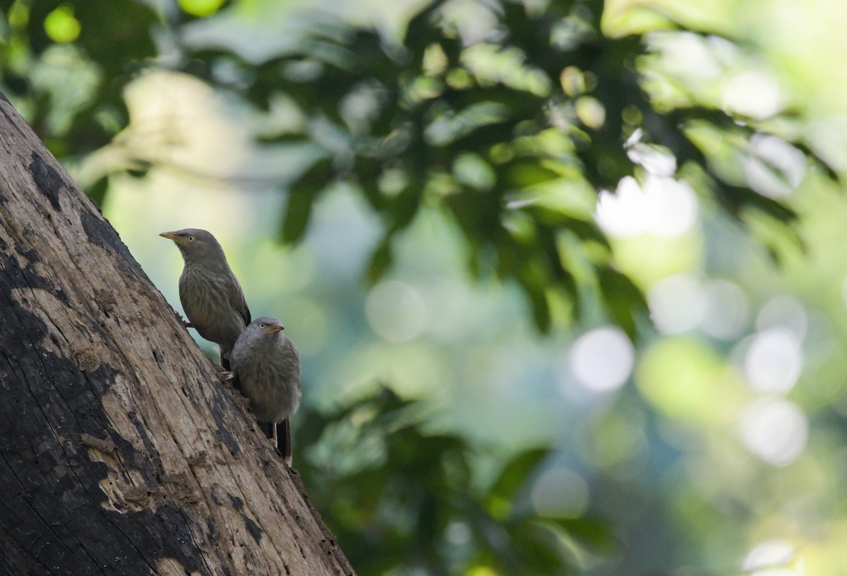 Jungle Babbler - ML608468906