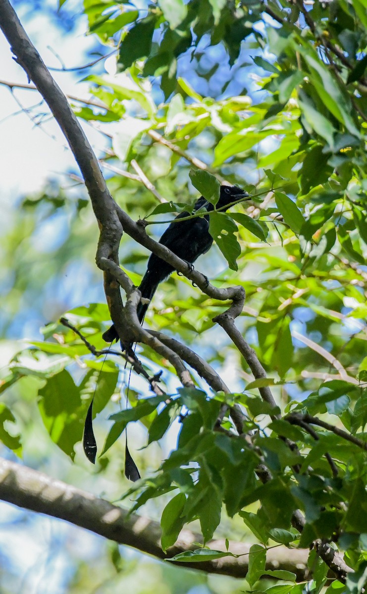 Greater Racket-tailed Drongo - ML608468915