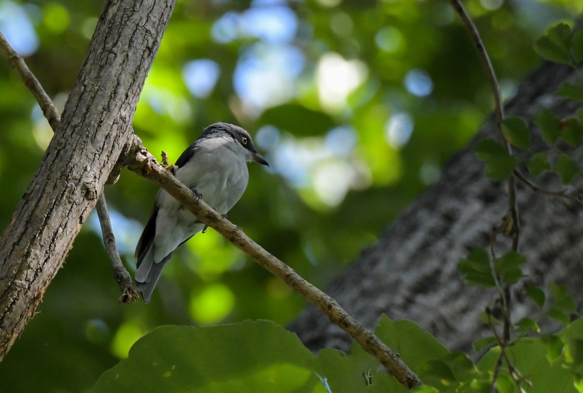 Malabar Woodshrike - Sathish Ramamoorthy