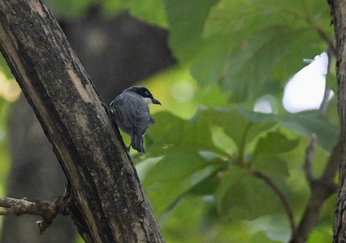 Malabar Woodshrike - Sathish Ramamoorthy