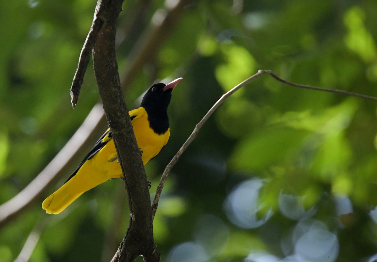 Black-hooded Oriole - Sathish Ramamoorthy