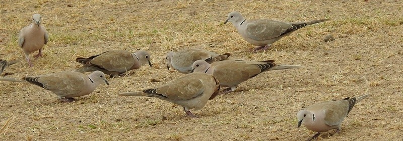 Red Collared-Dove - ML608468953