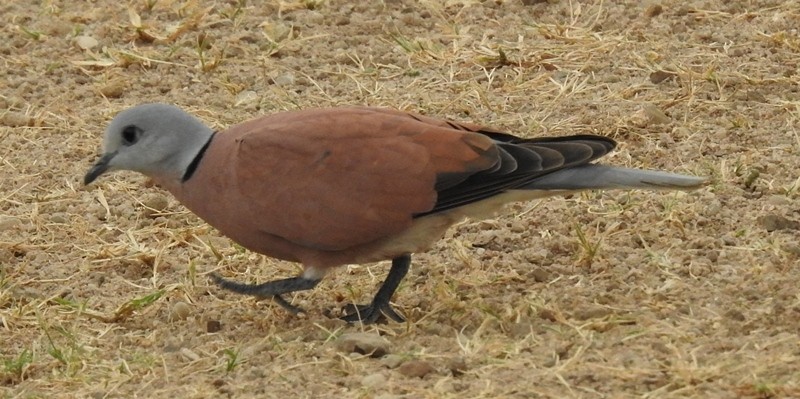 Red Collared-Dove - ML608468959