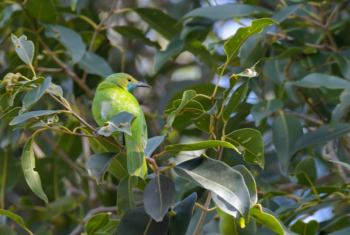 Jerdon's Leafbird - Sathish Ramamoorthy