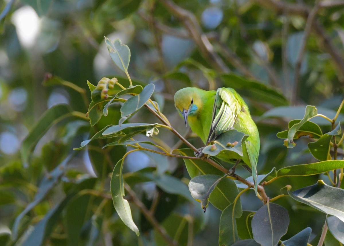 Jerdon's Leafbird - Sathish Ramamoorthy