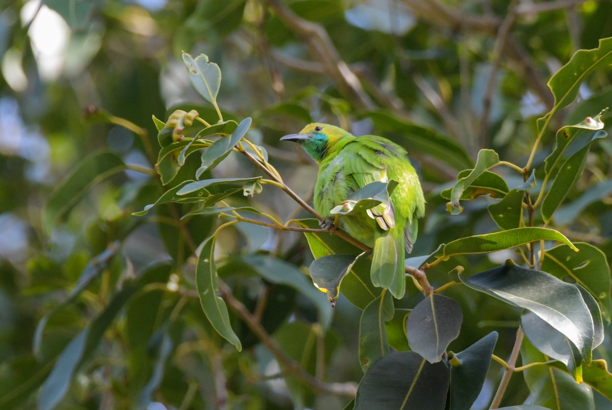 Verdin de Jerdon - ML608468965