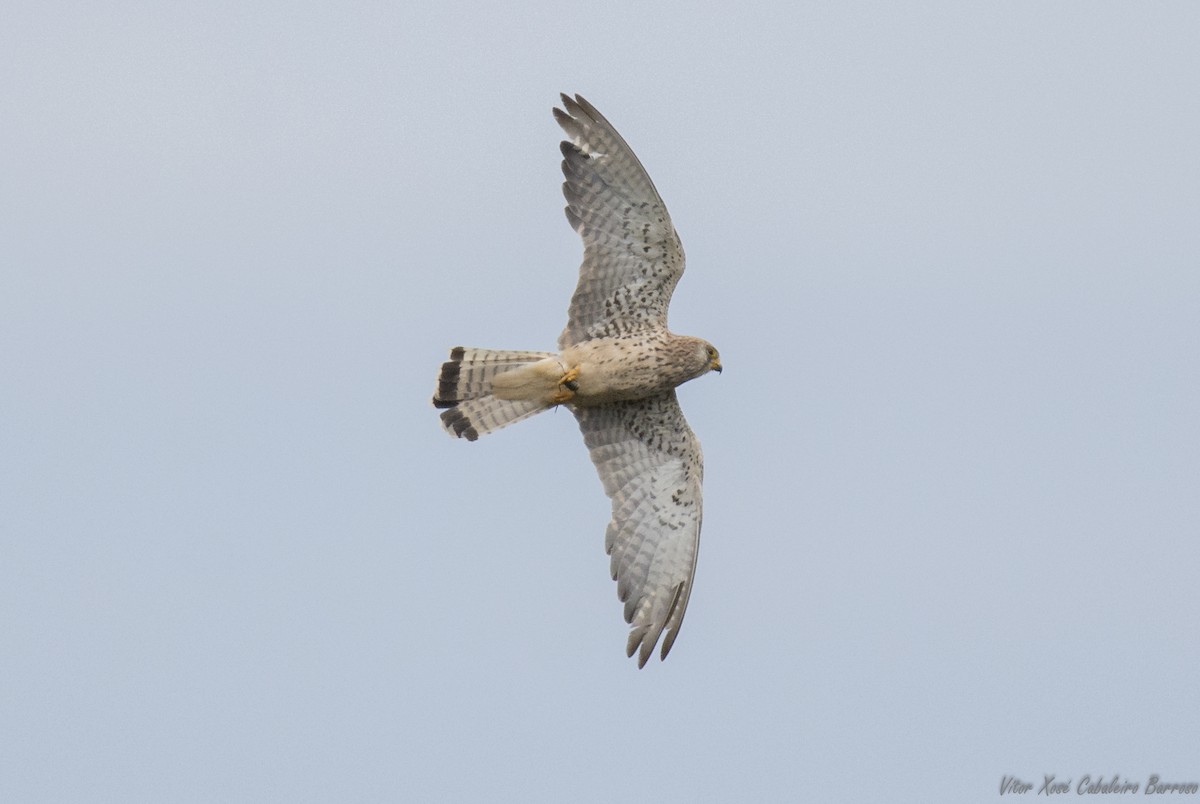 Lesser Kestrel - Vítor Xosé Cabaleiro Barroso