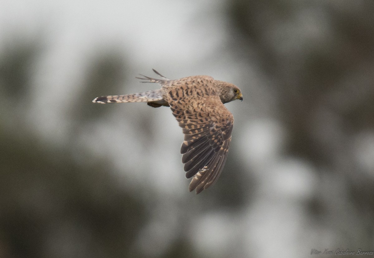 Lesser Kestrel - ML608468970