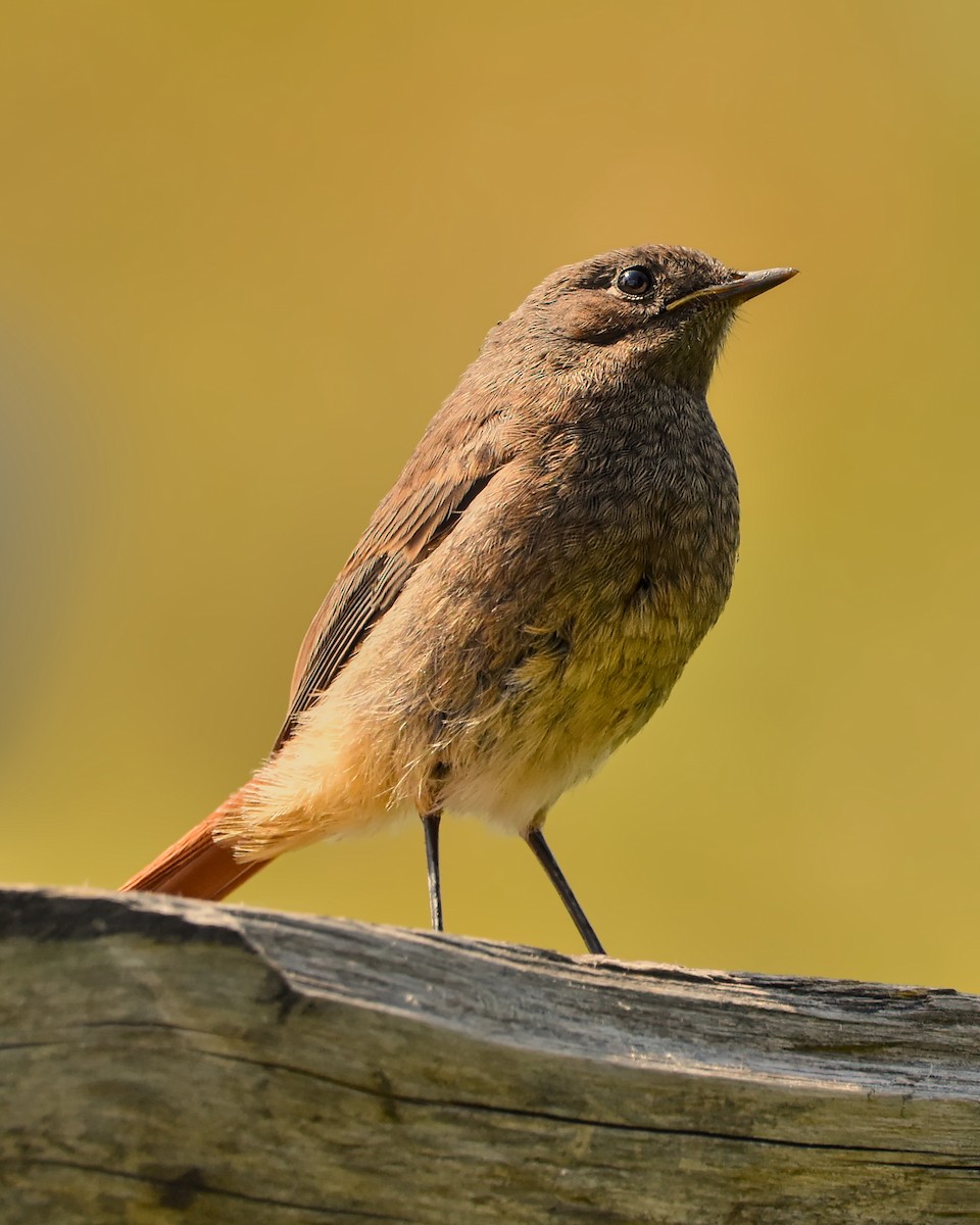 Buztangorri iluna - ML608469017