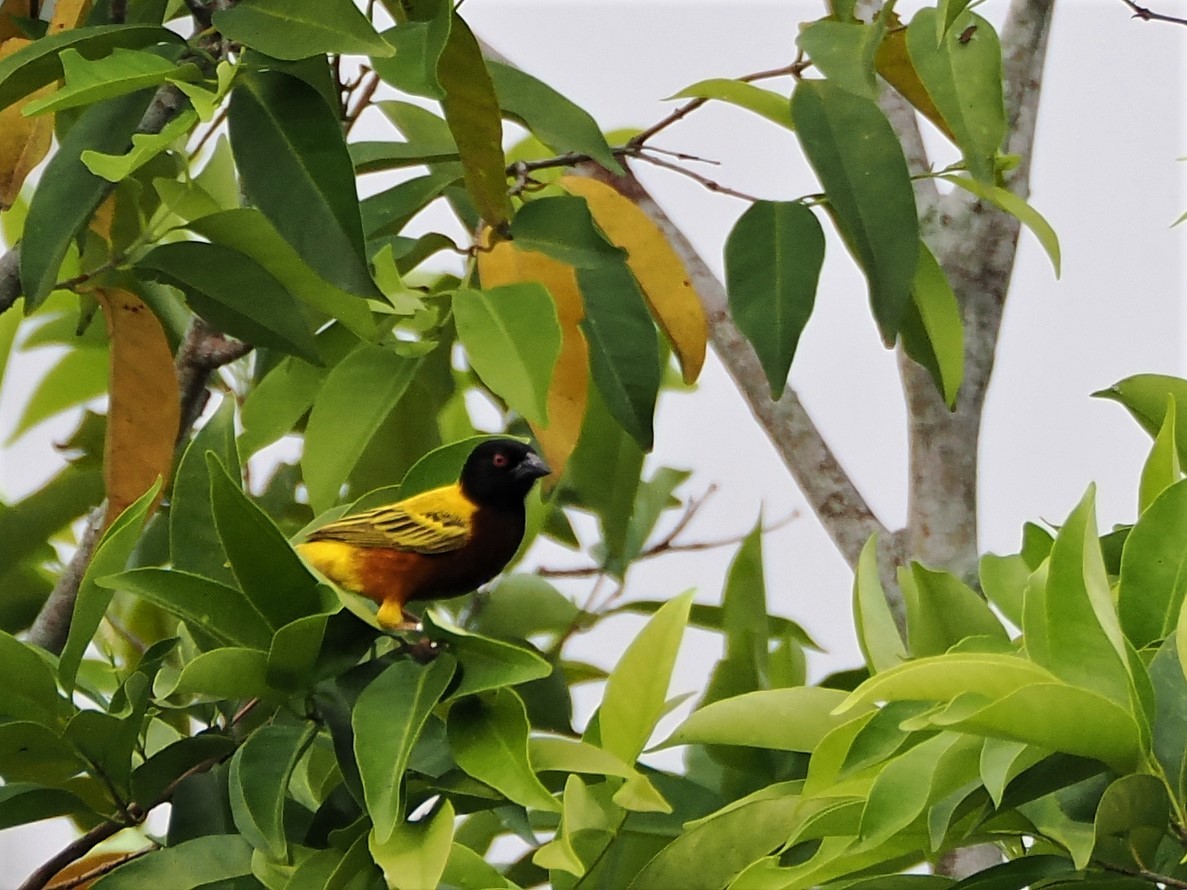 Golden-backed Weaver - Evelyn Lee