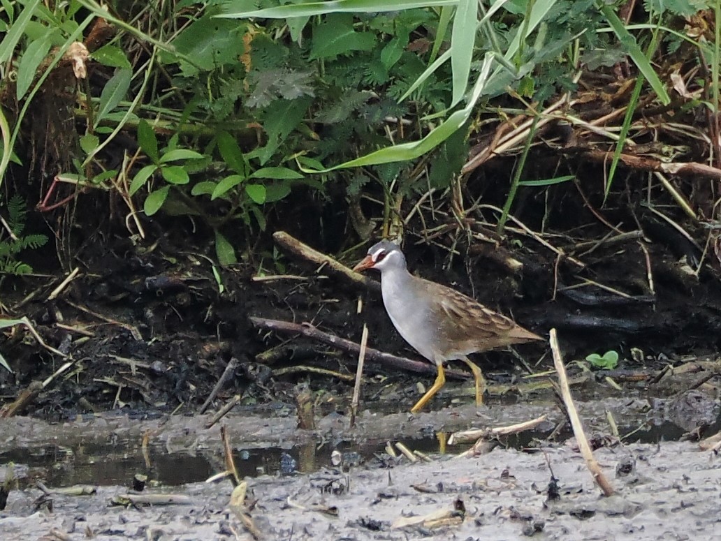 White-browed Crake - Evelyn Lee